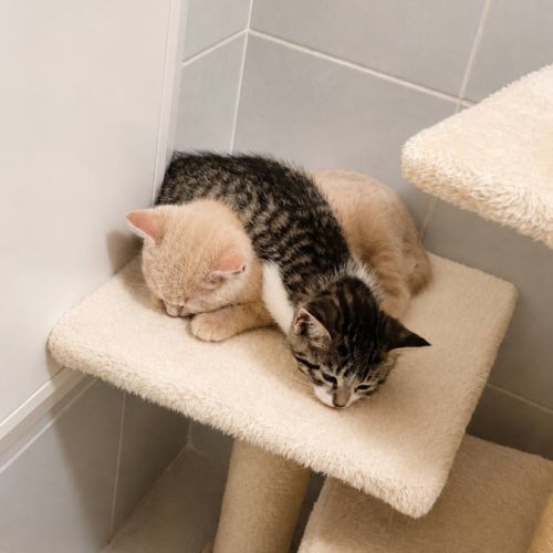 Gucci et malibu, adorable duo à l'adoption #3