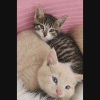 Gucci et malibu, adorable duo à l'adoption