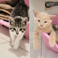 Gucci et malibu, adorable duo à l'adoption #2