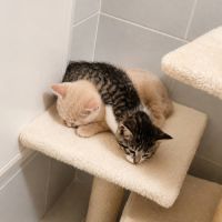 Gucci et malibu, adorable duo à l'adoption #3