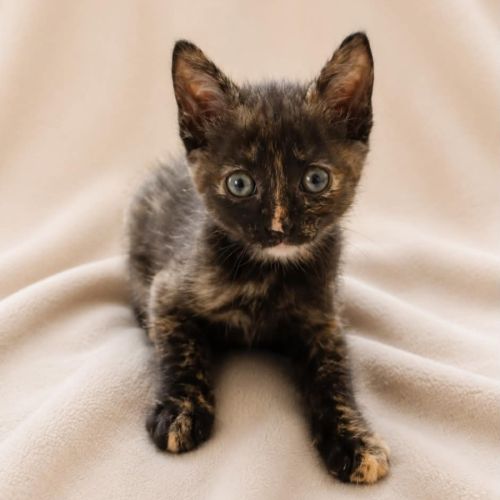 Lucette, adorable chaton à l'adoption #1