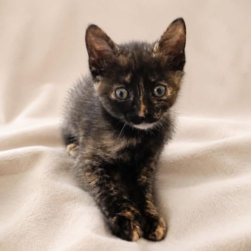 Lucette, adorable chaton à l'adoption