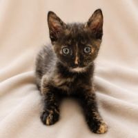Lucette, adorable chaton à l'adoption #1