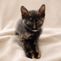 Lucette, adorable chaton à l'adoption