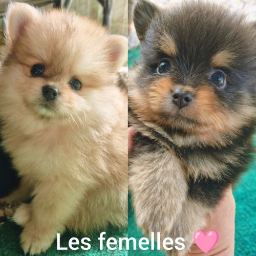 Chiots spitz nain m&f #1
