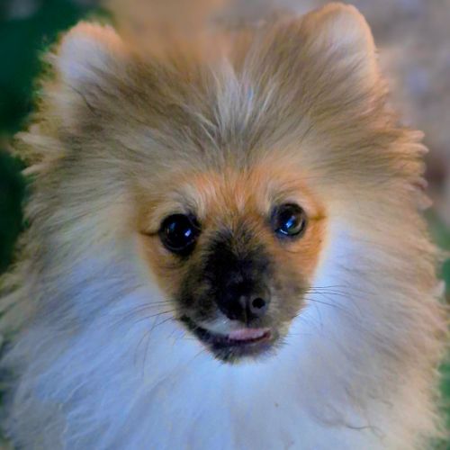 Chiots spitz nain male