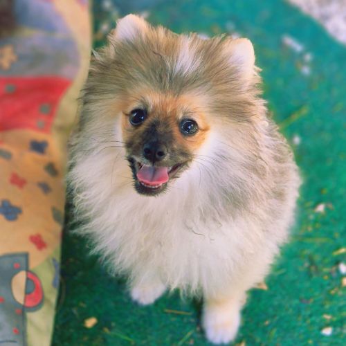 Chiots spitz nain male #3
