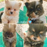 Chiots spitz nain m&f #0