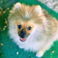 Chiots spitz nain male #1