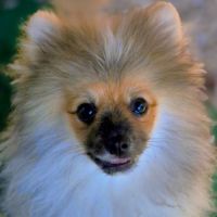 Chiots spitz nain male