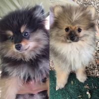 Chiots spitz nain males