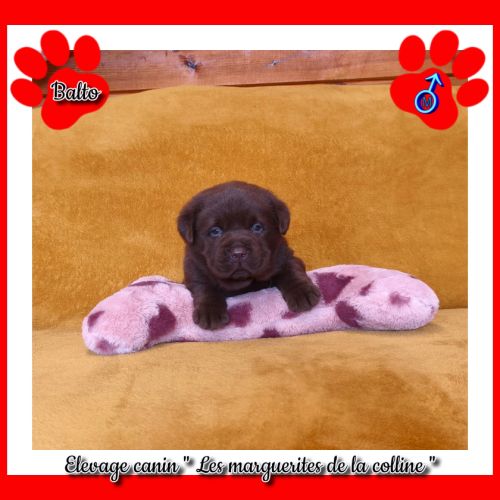 Chiot labrador retriever chocolat à réserver. #1