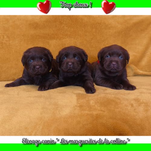 Chiot labrador retriever chocolat à réserver. #0
