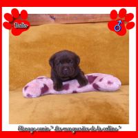 Chiot labrador retriever chocolat à réserver. #1