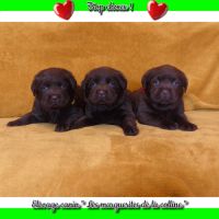 Chiot labrador retriever chocolat à réserver.