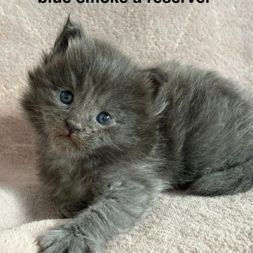Chatons maine coon mâle et femelles #1