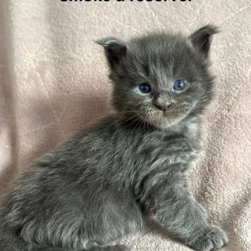 Chatons maine coon mâle et femelles #2