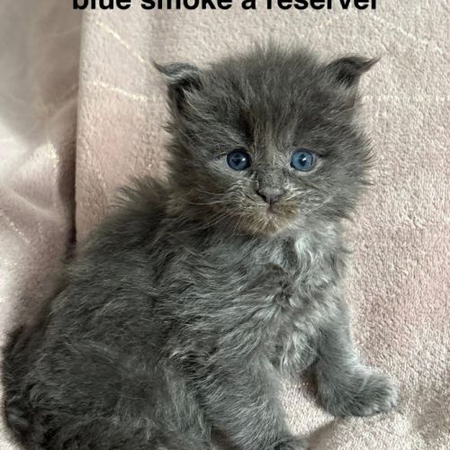 Chatons maine coon mâle et femelles #0
