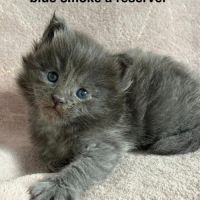 Chatons maine coon mâle et femelles #1
