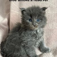 Chatons maine coon mâle et femelles