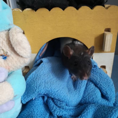 Ratons à l'adoption ! #3