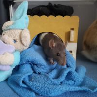 Ratons à l'adoption ! #2