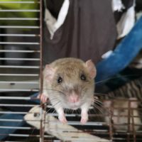 Ratons à l'adoption ! #3