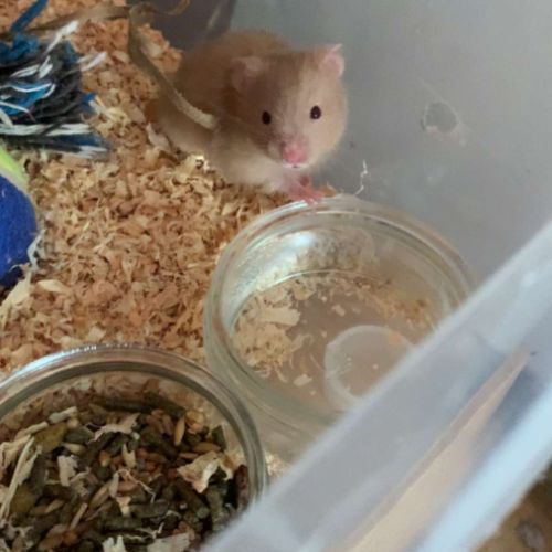 Hamster doré de 6 semaines #2