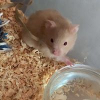 Hamster doré de 6 semaines