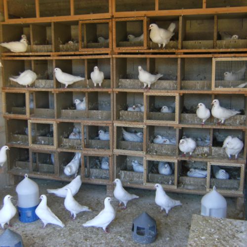 Pigeons de chair #1