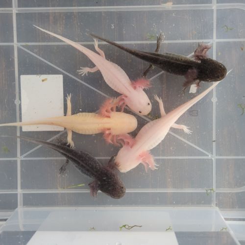 Jeunes axolotls agés de 6 mois #1