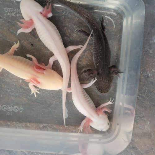 Jeunes axolotls agés de 6 mois #0