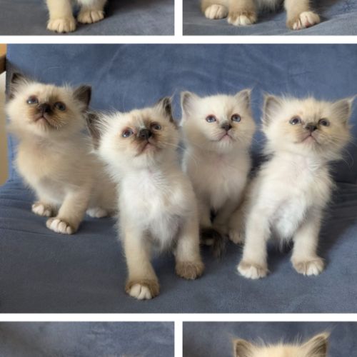 Chatons sacré de birmanie loof