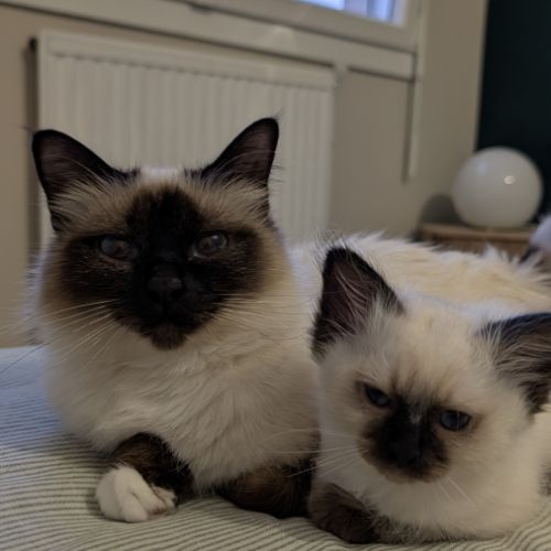 Chatons sacré de birmanie loof #2