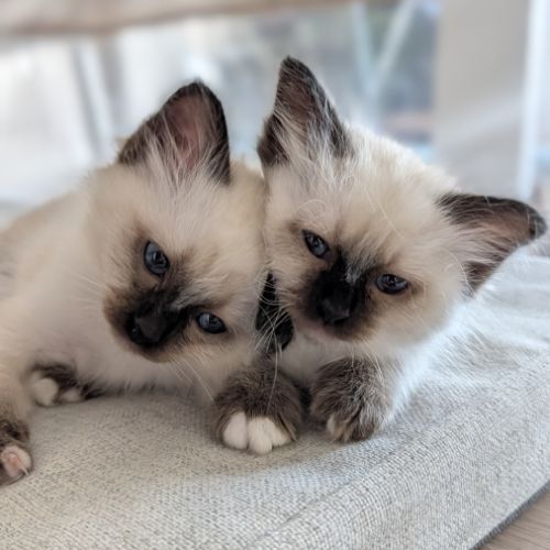 Chatons sacré de birmanie loof #3