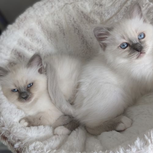 Chatons sacré de birmanie loof #4