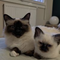 Chatons sacré de birmanie loof #2