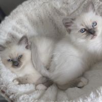 Chatons sacré de birmanie loof #4