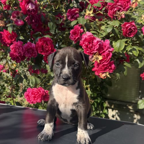 Chiots american staff - amstaff #2