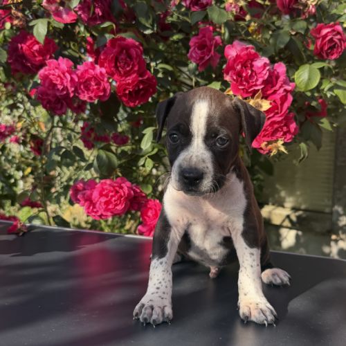 Chiots american staff - amstaff #0