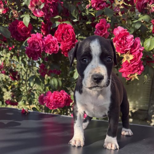 Chiots american staff - amstaff #5