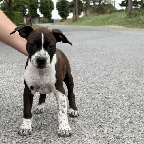 Chiots american staff - amstaff #2