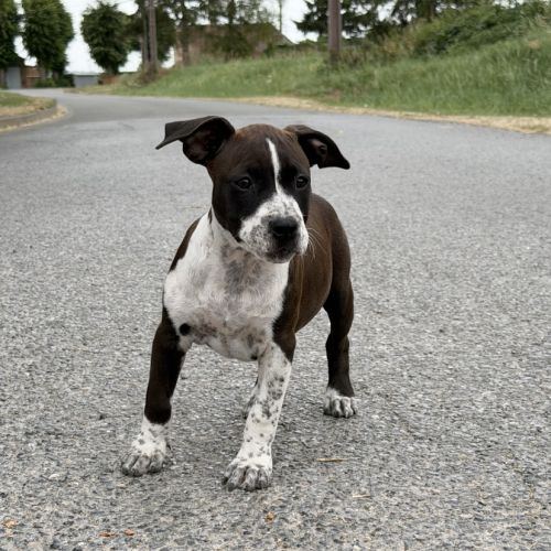 Chiots american staff - amstaff #3