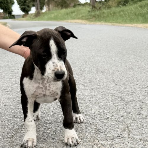 Chiots american staff - amstaff #4