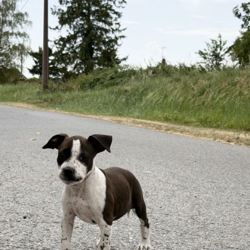 Chiots american staff - amstaff #6