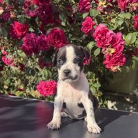 Chiots american staff - amstaff #1
