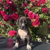 Chiots american staff - amstaff #2