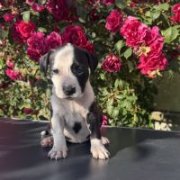 Chiots american staff - amstaff #3