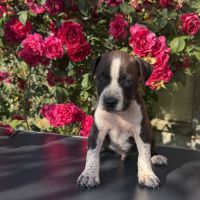 Chiots american staff - amstaff
