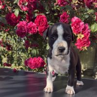 Chiots american staff - amstaff #5